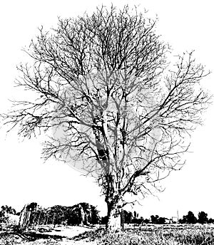 Black and white dry tree