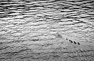 Black and white. Duck with ducklings on the water