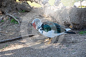 Black and white duck on a green background in warm sunshine in the park