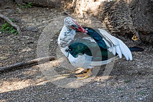 Black and white duck on a green background in warm sunshine in the park