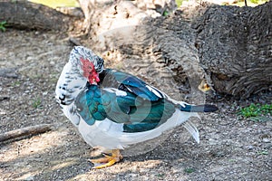 Black and white duck on a green background in warm sunshine in the park