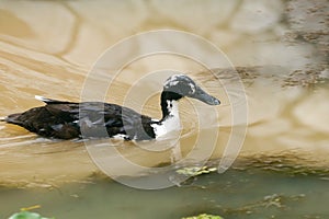 Black and White Duck in lake Water, India