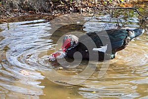 A black and white duck mates in the water with a duck