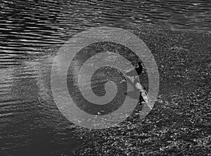 Black & white duck on river tree background