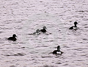 Black and white ducks formation.