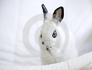 A black and white Dwarf rabbit washing its face