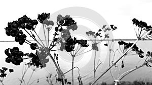 Black and white. Dying weeds on Norfolk Broads.