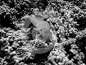 Black and White Eel Swimming Over Coral Reef