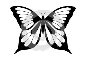 Black and white elegant butterfly