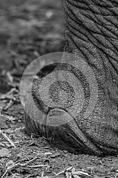 Black and white elephant foot with toe nail