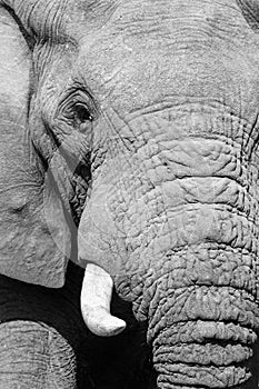 Black and white elephant portrait