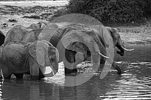 Black & white Elephants drinking in Pump pan Savuti