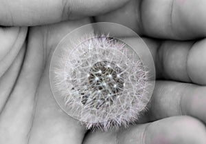 Black and white. the embodiment of fragility. dandelion  held in the palm of a man