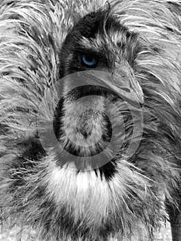 Black and white emu portrait with blue eye