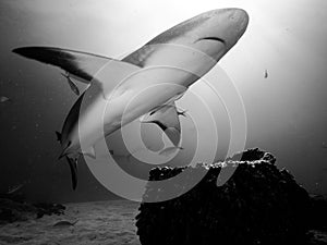 Black and white encounter with a shark