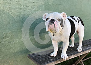 Black & White English Bulldog standing on a bench