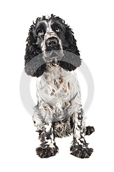 Black and white english cocker spaniel looking up