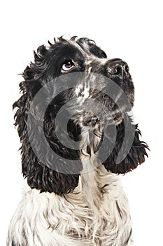 Black and white english cocker spaniel looking up