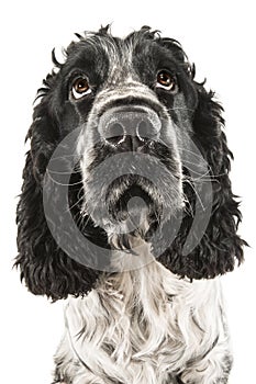 Black and white english cocker spaniel looking up