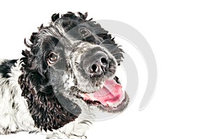 Black and white english cocker spaniel looking up