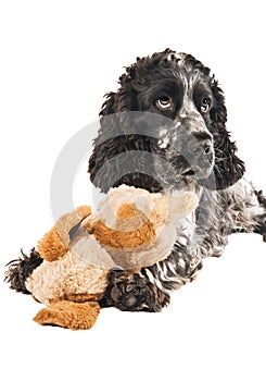 Black and white english cocker spaniel with a toy