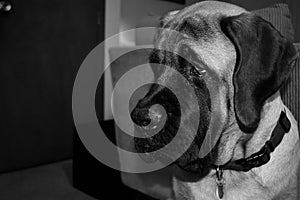 Black & white English mastiff puppy portrait.