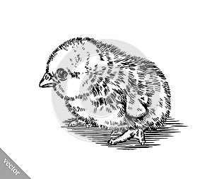 Black and white engrave chicken illustration