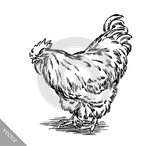 Black and white engrave chicken illustration