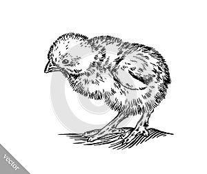 Black and white engrave chicken illustration