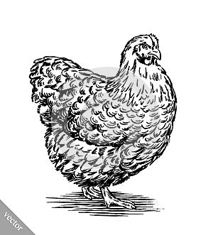 Black and white engrave chicken illustration