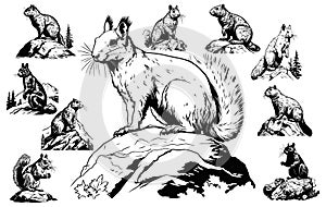 black and white engrave ink draw isolated vector squirrel set illustration