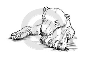 Black and white engrave isolated bear