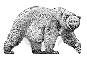 Black and white engrave isolated bear illustration