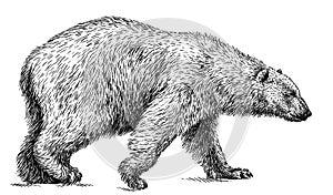 Black and white engrave isolated bear illustration