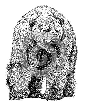 Black and white engrave isolated bear illustration