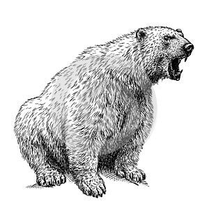 Black and white engrave isolated bear illustration