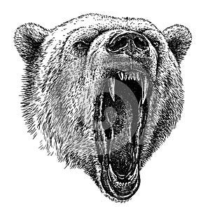 Black and white engrave isolated bear illustration