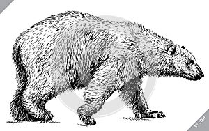 Black and white engrave isolated bear vector illustration