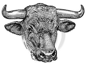 Black and white engrave isolated bull illustration