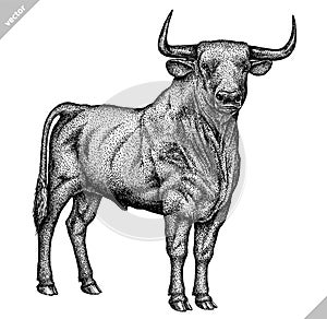 Black and white engrave isolated bull vector illustration