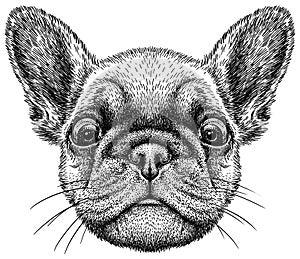 black and white engrave isolated bulldog illustration