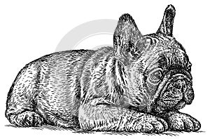 black and white engrave isolated bulldog illustration