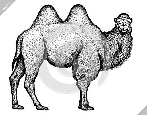 Black and white engrave isolated camel illustration