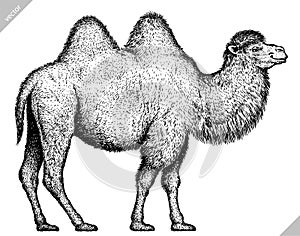 Black and white engrave isolated camel illustration