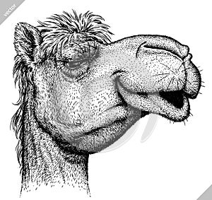 Black and white engrave isolated camel illustration