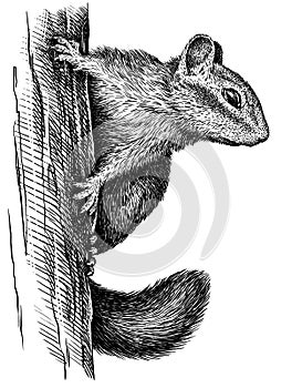 Black and white engrave isolated chipmunk illustration