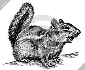 Black and white engrave isolated chipmunk vector illustration