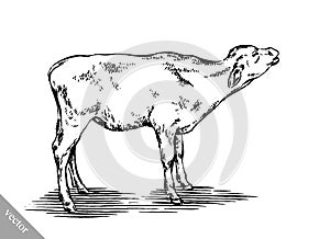 Black and white engrave isolated cow