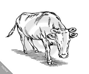 Black and white engrave isolated cow