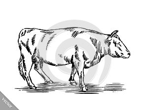 Black and white engrave isolated cow